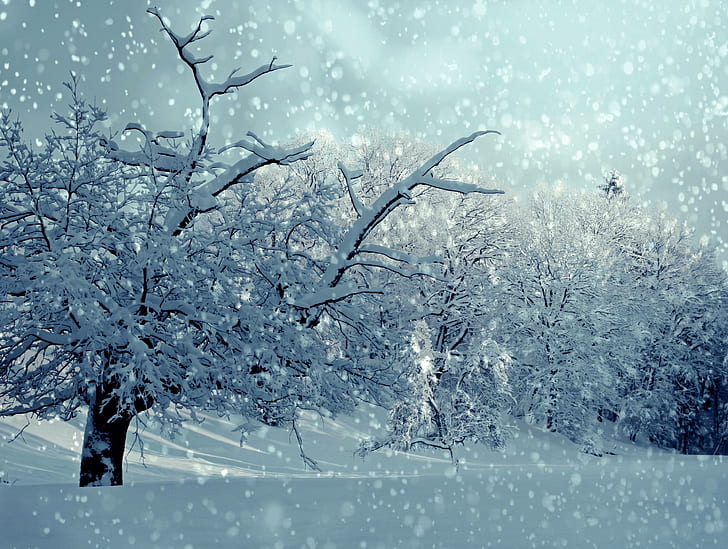 HD wallpaper: winter, wintry, snowy, snowfall, trees | Wallpaper Flare
