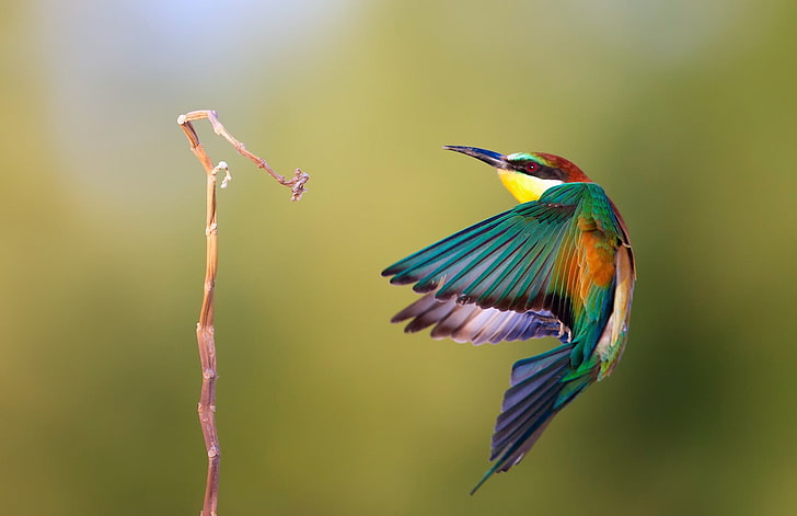 yellow-chested hummingbird, birds, twigs, bee-eaters, animal themes