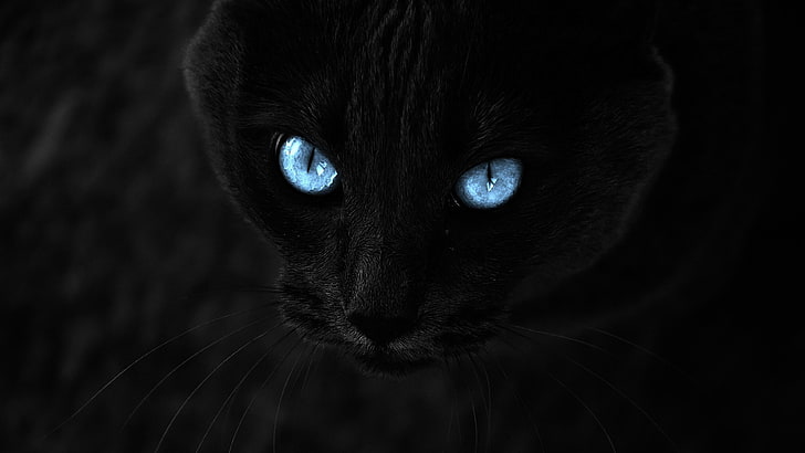 blue eyes, black cat, whiskers, mammal, nose, darkness, close up