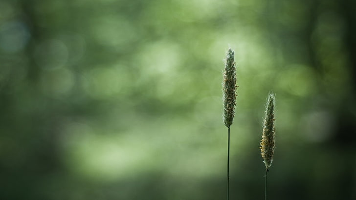 two green grasses, macro, closeup, blurred, bokeh, plants, growth, HD wallpaper