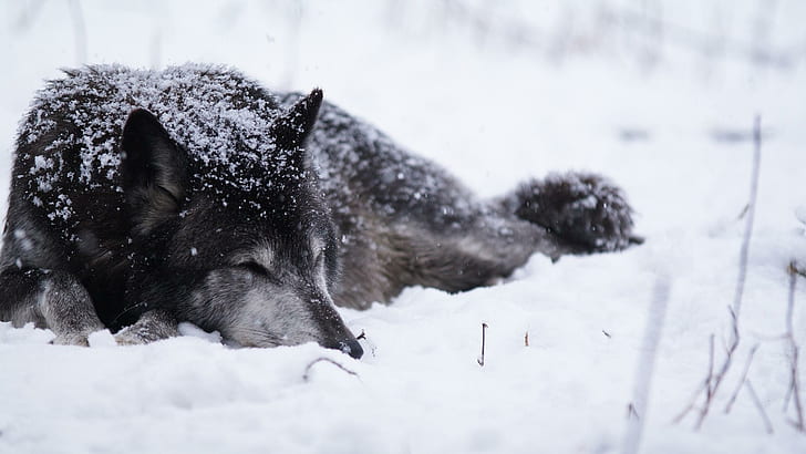 Resting Wolf, spirit, mythical, black, wild animal black, pack
