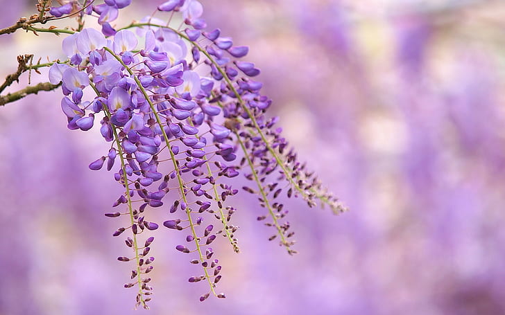 Wisteria purple flowers, branch, blur background, HD wallpaper