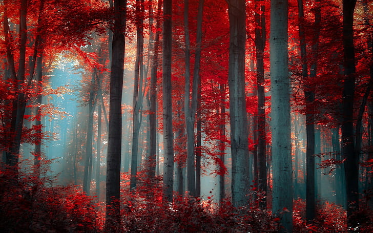 3440x1440px | free download | HD wallpaper: red forest nature ...