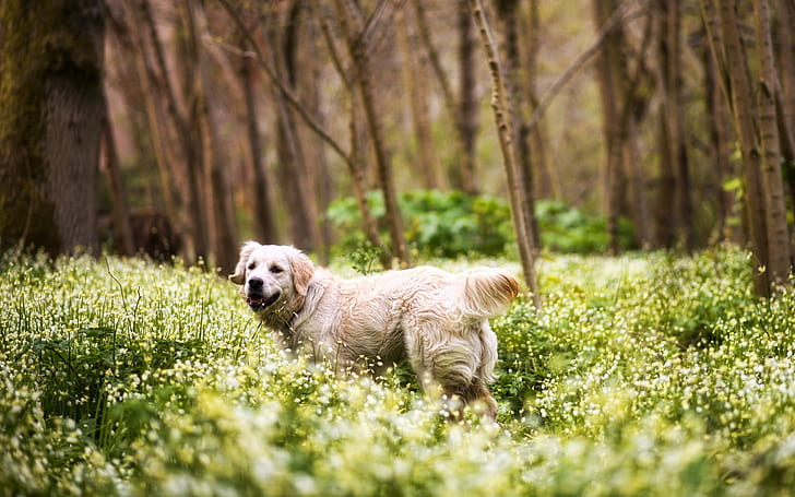 Cute retriever, forest, grass, flowers, yellow labrador retriever, HD wallpaper