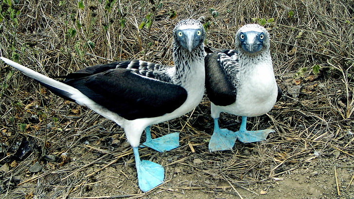 two white-and-black birds, Blue-footed boobies, animals, vertebrate, HD wallpaper