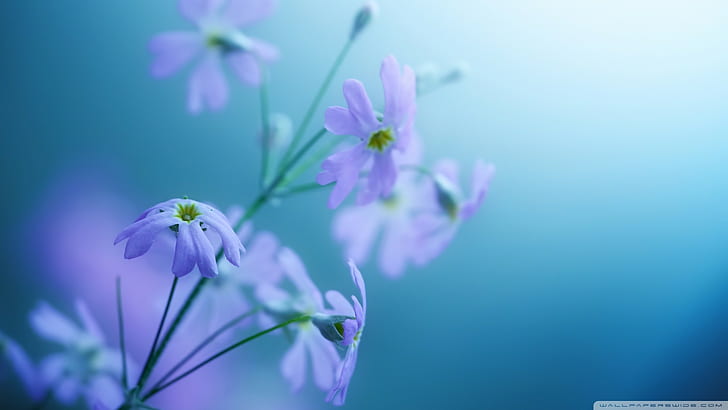 closeup, flowers, blue background, purple flowers, plants, HD wallpaper