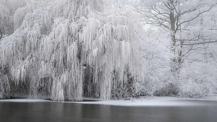 leafed tree, winter, snow, ice, trees, plant, cold temperature