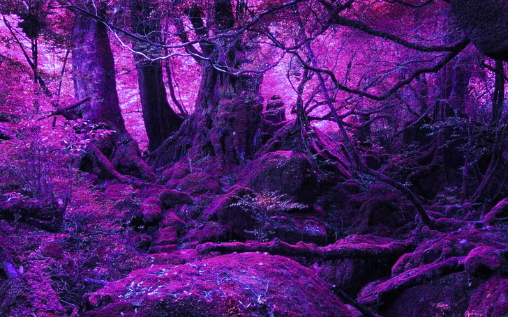 forest, nature, tree, plant, trunk, tree trunk, land, purple, HD wallpaper