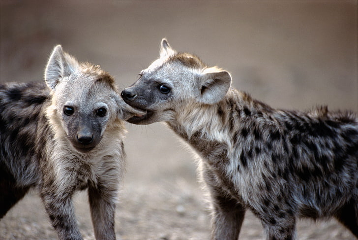 two black-and-gray hyenas, couple, predators, animal, wildlife, HD wallpaper