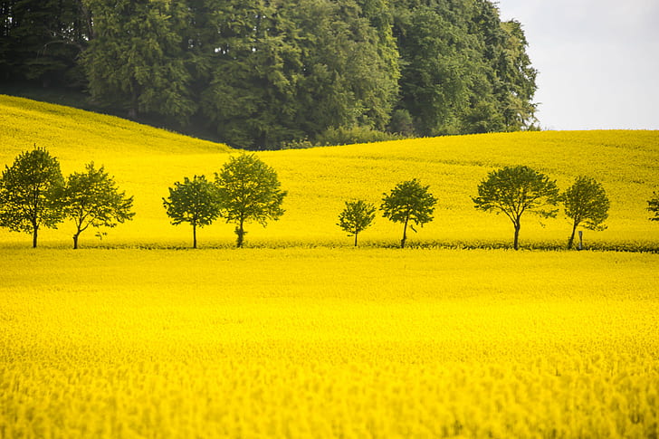 green trees in the middle of yellow petaled flower field, canola