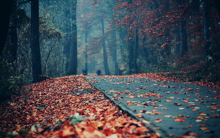 black concrete pathway, brown leaves on gray road, fall, street, HD wallpaper