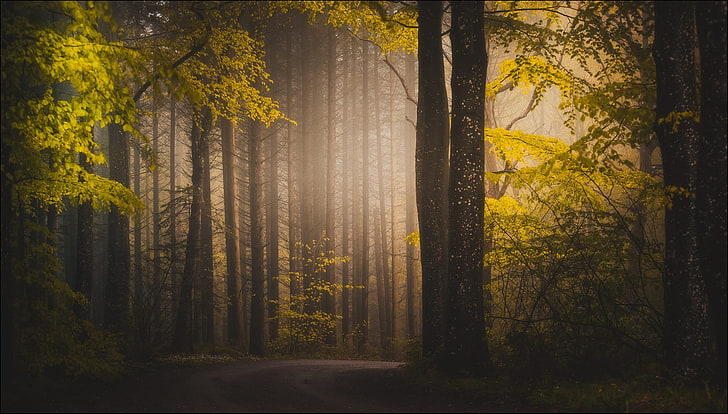 green trees wallpaper, trees in the forest with sun rays graphic wallpaper