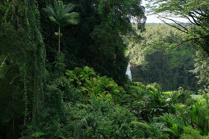 jungle, green, nature, HD wallpaper