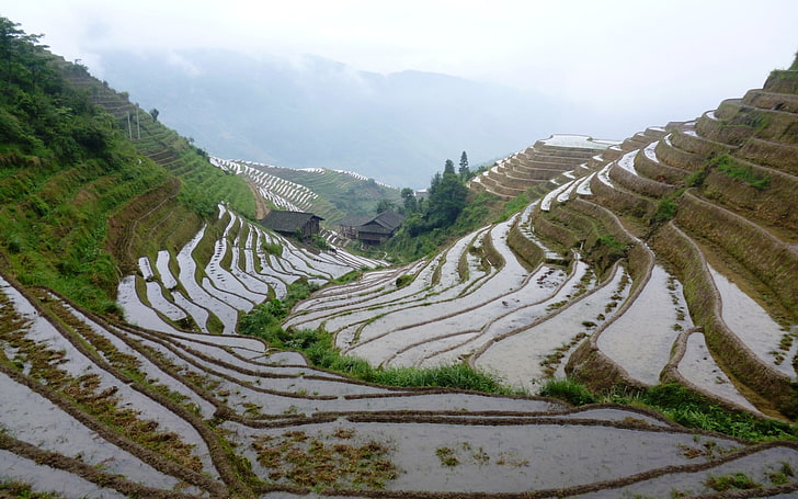 green rice field, nature, landscape, rice paddy, China, mountain, HD wallpaper