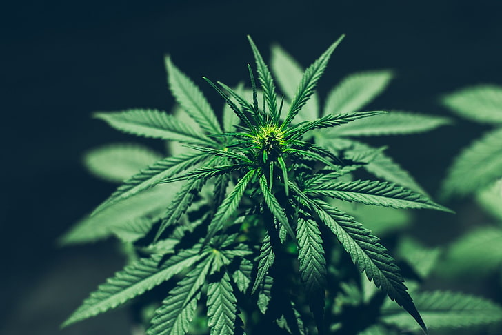 HD wallpaper: 420, cannabis, marijuana