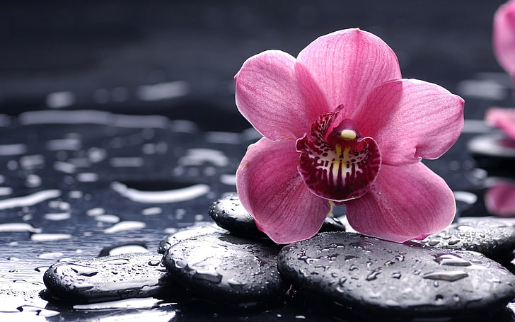pink moth orchid flower, stone, moisture, drops, nature, close-up