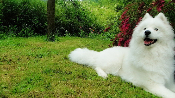 Canine, dog, dogs, samoyed, domestic, pets, one animal, animal themes, HD wallpaper