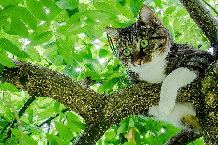 silver tabby cat on tree branch, trees, leaves, green, animals