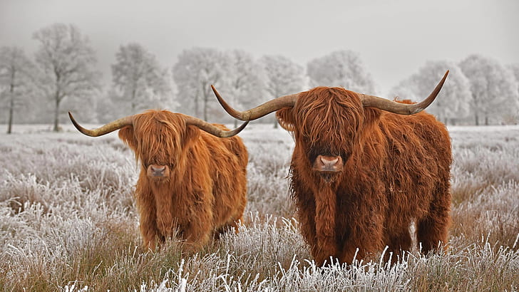 Animal, Highland Cattle, Cow, HD wallpaper