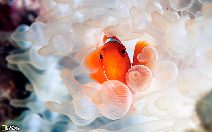 Clown fish ocean underwater world, HD wallpaper
