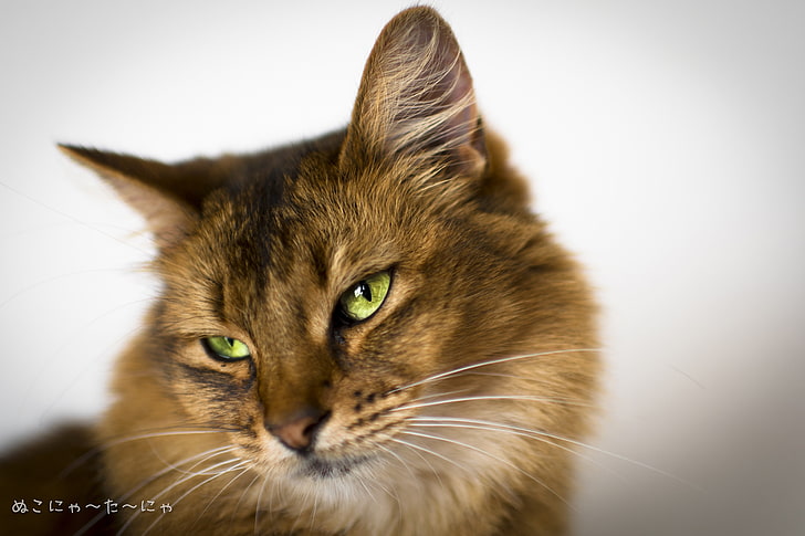 long-haired brown cat, pets, domestic, animal themes, mammal
