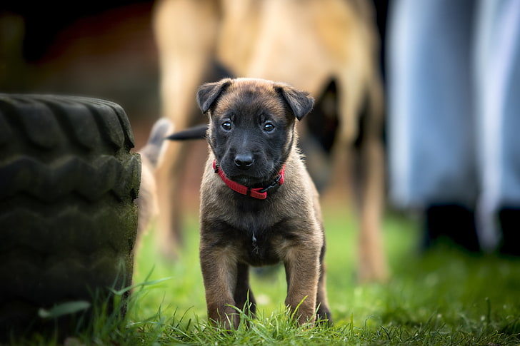 black and tan Belgian malinois puppy, belgian shepherd dog, walk
