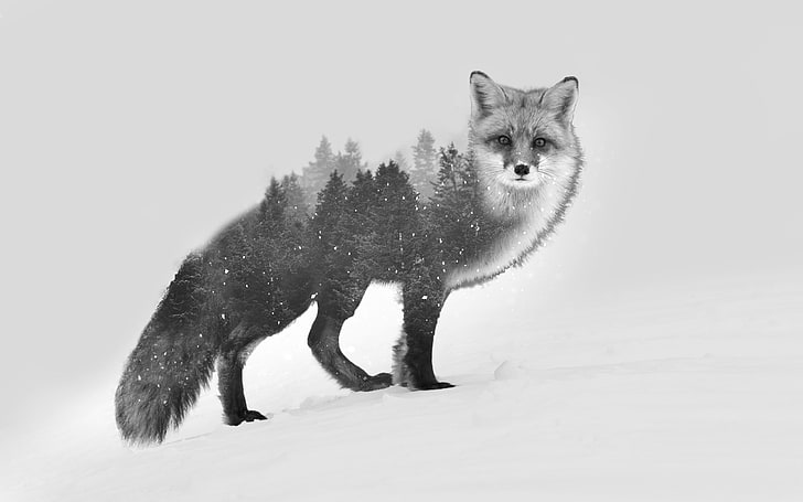 grey wolf, gray fox illustration, double exposure, black, white