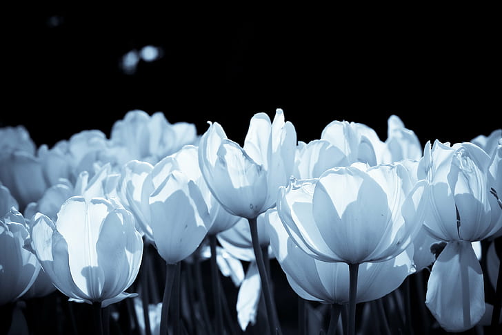 white flower decoration, tulips, tulips, Boston Common, flowers