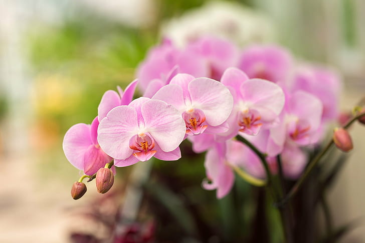 orchid flower in shallow focus photography, orchids, orchids, HD wallpaper