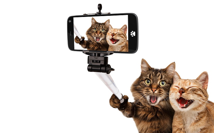 Cats, Funny, Selfie, HD wallpaper