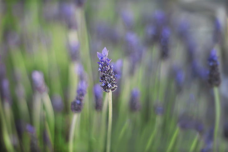 purple petaled flower selective photography, lavender, lavender, HD wallpaper
