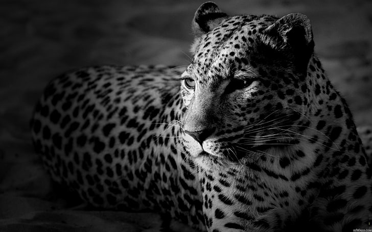 grayscale leopard wallpaper, animals, monochrome, leopard (animal)