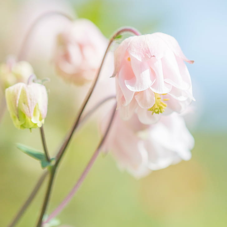 selective focus photography of pink and white Bell flowerp, Froufrou