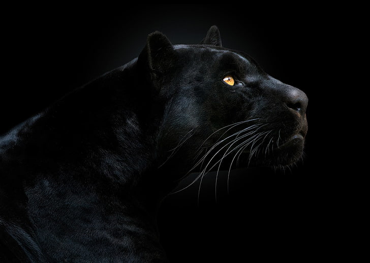HD wallpaper: black panther illustration, look, face, the dark background,  animal | Wallpaper Flare