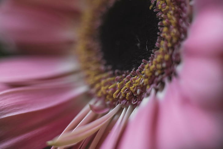 close up photo of pink petaled flower, Au, cœur, de, la, saison, HD wallpaper