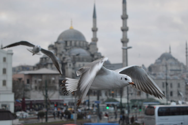Istanbul, Turkey, animals, birds, seagulls, mosque, architecture, HD wallpaper