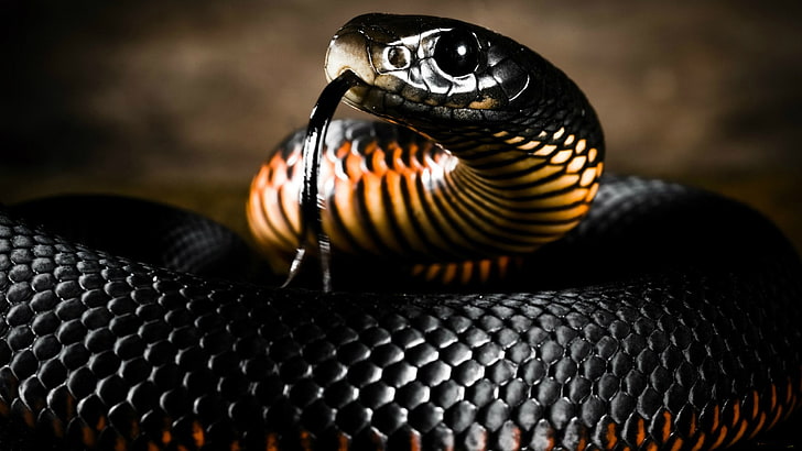 black snake, COLOR, LANGUAGE, HEAD, PAINTING, SCALES, reptile, HD wallpaper