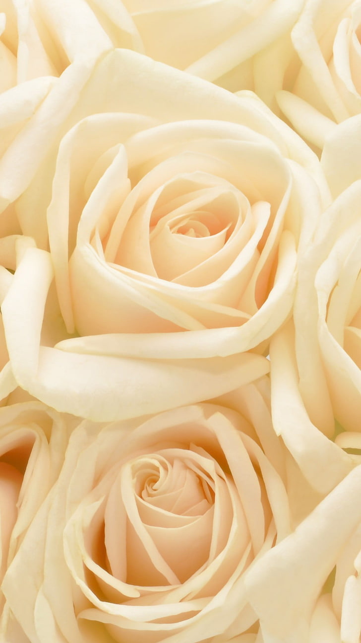 HD wallpaper: Pastel Roses Flowers