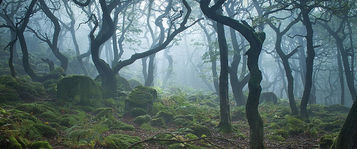 tree trunk lot, forest, moss, fog, plant, land, tranquility, beauty in nature