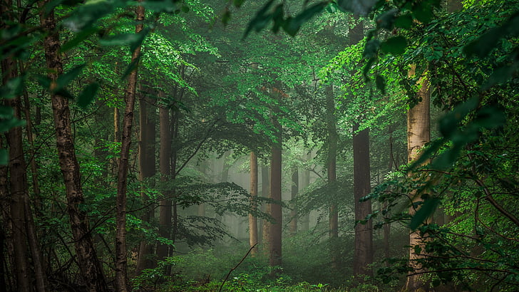 Hình nền rừng xanh tươi giúp bạn trở về với thiên nhiên và làm dịu đi những căng thẳng trong cuộc sống. Cùng xem các hình ảnh liên quan để đắm mình trong thiên nhiên và cảm nhận sự thanh thản tràn đầy sức sống!