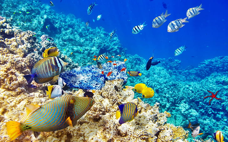 Underwater world, herd blue yellow medium size fish, tropical