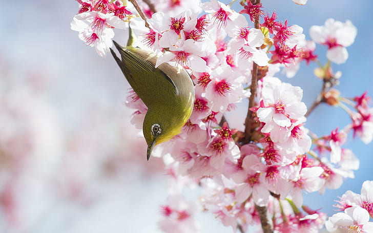 cherry blossoms bird, beautiful, flowers, HD wallpaper