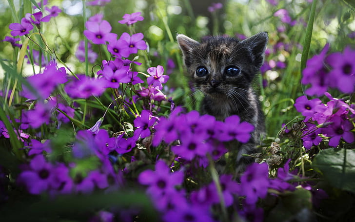 Cute kitten, purple flowers, black and brown short fur kitten, HD wallpaper