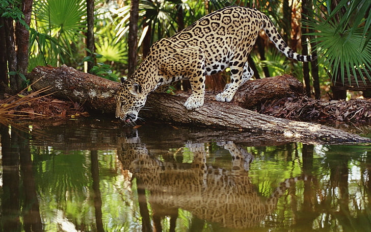 brown and black leopard, jaguars, animals, feline, big cats, water