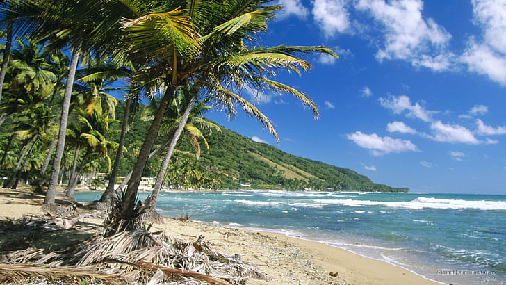 Coconut Palms, Puerto Rico, Beaches, HD wallpaper