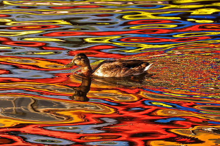 psychedelic, trippy, colorful, duck, photo manipulation, water