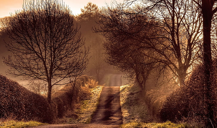 nature, road, trees, plant, bare tree, the way forward, direction