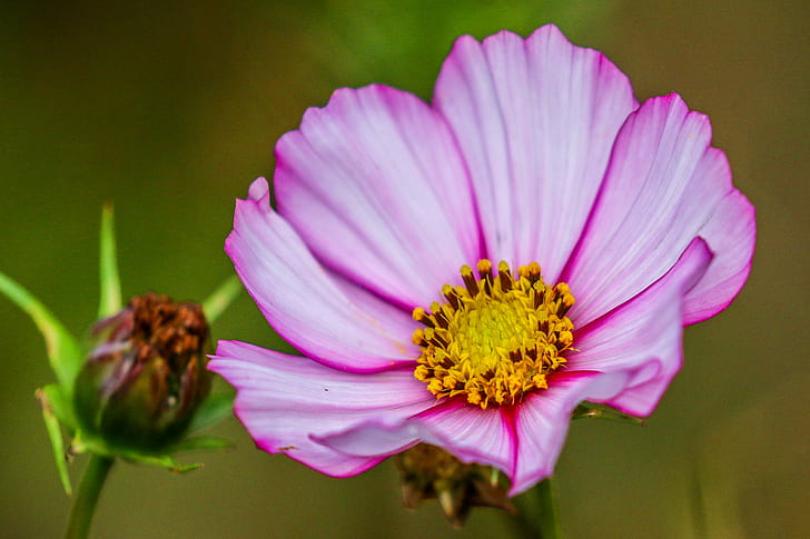 pink petaled flower close-up photography, nice, flower, nice, HD wallpaper
