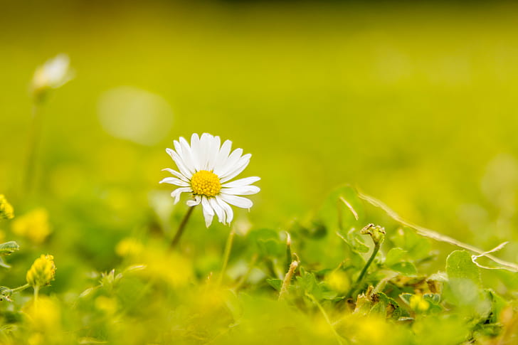 selective focus of daisy flower, Last Summer, Rotherham, roche abbey, HD wallpaper