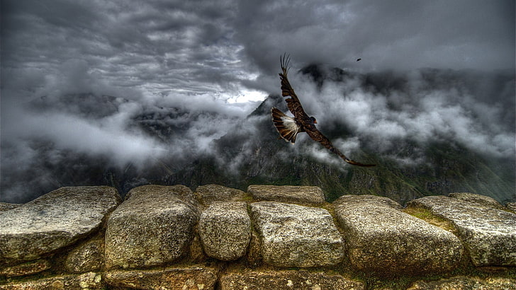 brown and white eagle illustration, Peru, animals, clouds, mountains